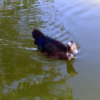 По водоёмам Сочи Парк отеля (мускусная утка) :: Татьяна Лютаева