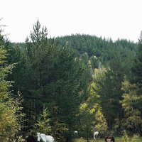 Кони :: Георгиевич 