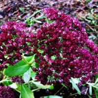 Очиток цветёт :: Людмила Смородинская