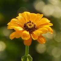 Утро октября :: Юрий. Шмаков