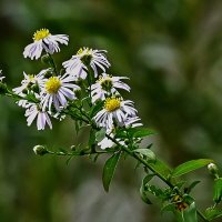 В поле... :: Николай Саржанов