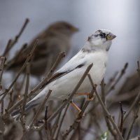 из жизни воробьев.белый воробей. :: юрий макаров