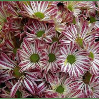 Цветы осени :: Ольга Довженко