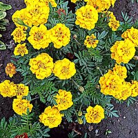 Цветы. :: Владимир Драгунский