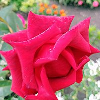 Роза. :: Владимир Драгунский