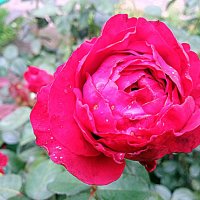 Роза. :: Владимир Драгунский