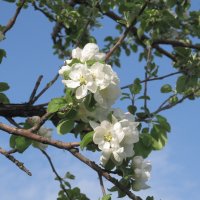 Про апрель :: Елена Шаламова Про апрель :: Елена Шаламова