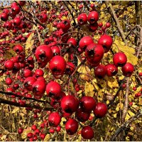 Урожай боярышника. :: Валерия Комова Урожай боярышника. :: Валерия Комова