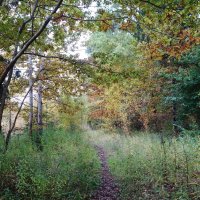 Тропинка вдоль озера :: Рита Симонова