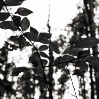 Фотография :: Денис Безногов