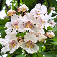 Цветочки :: Наталья 