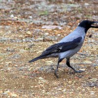 ВОРОНЕ ГДЕ-ТО БОГ ПОСЛАЛ... :: Елена Даньшина