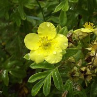 В каплях... :: Freddy 97