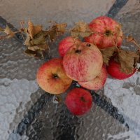 ПОСЛЕДНИЕ ЯБЛОЧКИ :: СЕРГЕЙ ФИЛОЧКИН