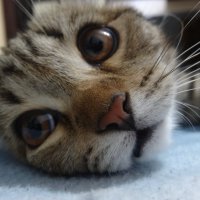 МУРЗИК :: СЕРГЕЙ ФИЛОЧКИН