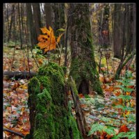 Царство мха... :: Руслан 