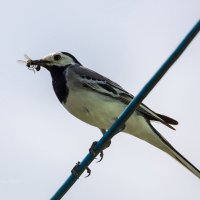 Трясогузка с добычей :: Александр Синдерёв