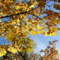 осень :: ИННА ПОРОХОВА