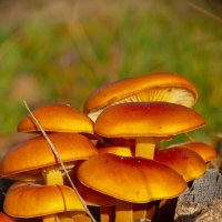 Опёнок зимний :: Татьяна Венцель Опёнок зимний :: Татьяна Венцель