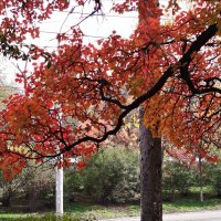 Осенний наряд! :: Надежда Осенний наряд! :: Надежда