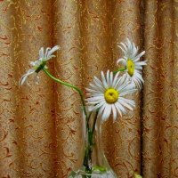 Ромашки   ноября... :: Галина Кузьмина