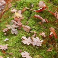 осенний ковер :: Лера 