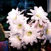 Цветущий Букет Кактуса. :: Александр Лад