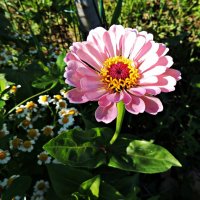 Очаровашка :: Ната57 Наталья Мамедова