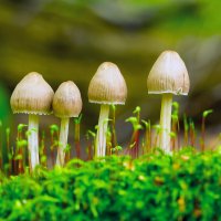 семейка :: Виталий Емельянов