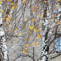 *** :: Лариса С.