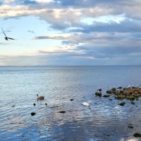 лебеди прилетели. :: Эдуард Тищенко