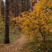 У осенней тропы :: София 