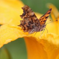 Июльская бабочка :: ZNatasha -