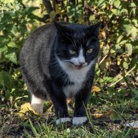 Я, вообще-то, добрый, но лучше меня не злить! :: Борис Генкин