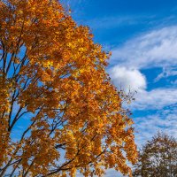 Осень :: Анатолий Шумилин Осень :: Анатолий Шумилин