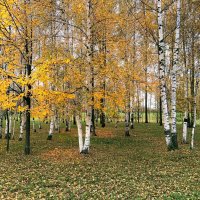 Берёзки в октябре :: Мария Васильева