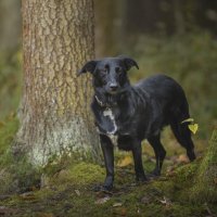 вышел из леса :: Максим Вышарь