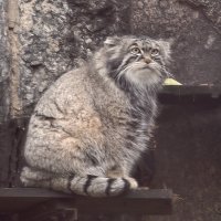 Манул Тимоша :: <<< Наташа >>> Манул Тимоша :: <<< Наташа >>>