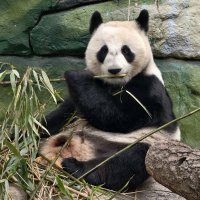 Панда Катюша :: <<< Наташа >>>