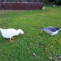 Один серый, другой белый... :: Лия ☼