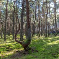 Куршская коса. Танцующий лес. :: Алена Малыш