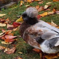 Пёстрая хохлатая. :: Татьяна Помогалова