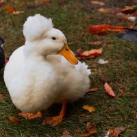 Уточка в шапочке. :: Татьяна Помогалова