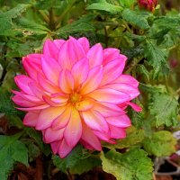 Геогрин октября. :: Татьяна Помогалова Геогрин октября. :: Татьяна Помогалова