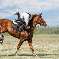 Кросс :: SanSan 