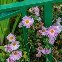 Зазаборные :: Валерий Иванович