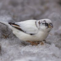 з жизни воробьев.белый воробей. :: юрий макаров