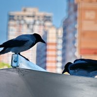 Горожанки... :: Николай Саржанов