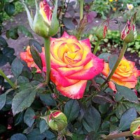 Цветы. :: Владимир Драгунский Цветы. :: Владимир Драгунский