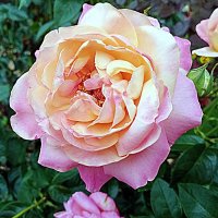 Цветы. :: Владимир Драгунский Цветы. :: Владимир Драгунский